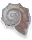Coquillage terne